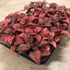 HYPOESTES  9 CM RÖD 1X12